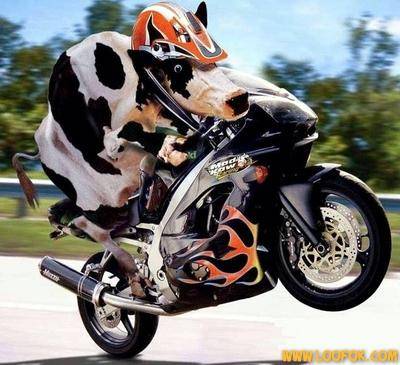 the crazy cow